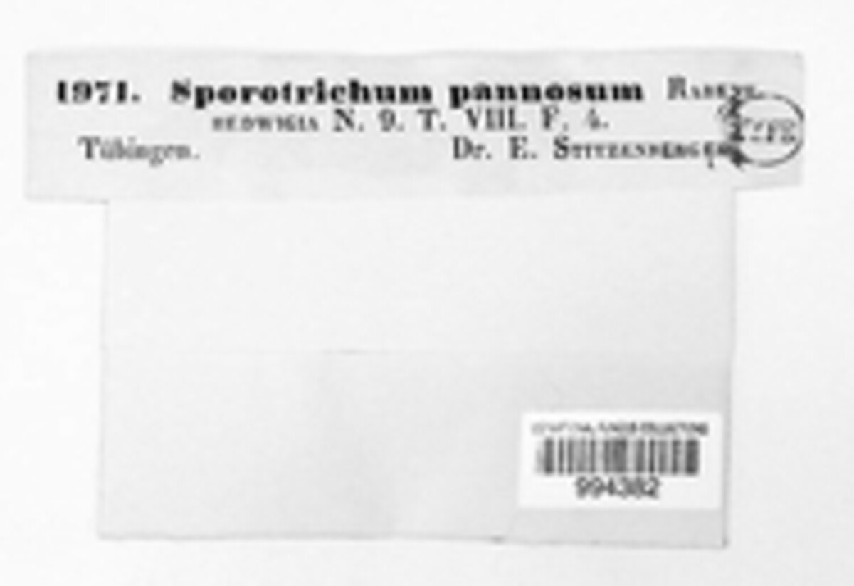 Sporotrichum pannosum image